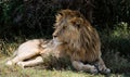 Lion having a rest in a shade. Royalty Free Stock Photo