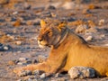 Lion having a rest Royalty Free Stock Photo