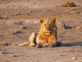 Lion having a rest Royalty Free Stock Photo