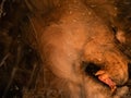 Lion head asleep withopen mouth and fangs Royalty Free Stock Photo