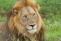 Lion head center surrounded by lush green grass Royalty Free Stock Photo