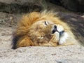 Lion head close up sleeping on sandy ground in front of rocks, lying down lion face portrait close-up photo Royalty Free Stock Photo