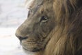 Lion head closeup in profile Royalty Free Stock Photo