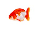 Lion head goldfish Royalty Free Stock Photo