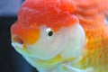 Lion head goldfish Royalty Free Stock Photo