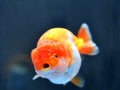 Lion head goldfish Royalty Free Stock Photo