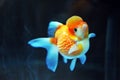 Lion head goldfish Royalty Free Stock Photo