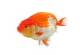 Lion head goldfish Royalty Free Stock Photo