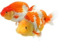 Lion head goldfish Royalty Free Stock Photo