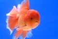 Lion Head Goldfish Royalty Free Stock Photo