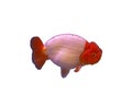 Lion head goldfish Royalty Free Stock Photo