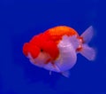 Lion head goldfish Royalty Free Stock Photo