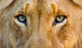 Lion Head Green Eyes Closeup Royalty Free Stock Photo