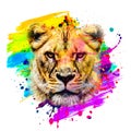 Lion head illustration color art Royalty Free Stock Photo