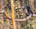 A lion head monkey walking on a branch Royalty Free Stock Photo