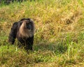 A Lion Head Monkey walking Royalty Free Stock Photo