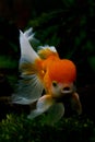 Lion head oranda goldfisch Royalty Free Stock Photo