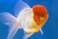 Lion Head Oranda Goldfish Royalty Free Stock Photo