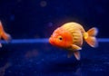 Lion head oranda goldfish in the aquarium Royalty Free Stock Photo