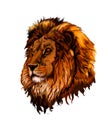 Lion head portrait from a splash of watercolor, colored drawing, realistic Royalty Free Stock Photo