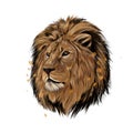 Lion head portrait from a splash of watercolor, colored drawing, realistic Royalty Free Stock Photo