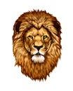 Lion head portrait from a splash of watercolor, colored drawing, realistic Royalty Free Stock Photo