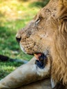 Lion head profile Royalty Free Stock Photo