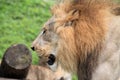 Lion head in profile Royalty Free Stock Photo