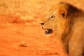 Lion head from profile Tsavo National Park Africa Royalty Free Stock Photo