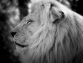 Lion head profile at the zoo in black and white. Royalty Free Stock Photo