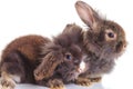 Lion head rabbit bunnys lying down on white background.