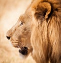 Lion head side profile in Zambia Africa