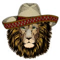 Lion head. Wild animal portrait. Sombrero mexican hat. Face of african cat.