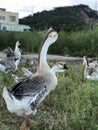 Lion-headed goose Royalty Free Stock Photo