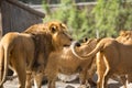 Lion herd Royalty Free Stock Photo