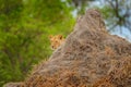 Lion hidden behind the termite mound nest in Okavango delta, Botswana. Safari in Africa. African lion in the grass, with beautiful Royalty Free Stock Photo