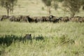 A lion is hidding for a herd of wildebeest