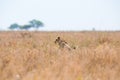 Lion hiding in the grass Royalty Free Stock Photo