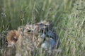 Lion hiding in green grass with long seeds