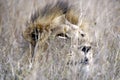 Lion hiding in tall grass