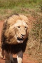 Closeup of male Lion