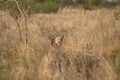 Lion Hunting in Africa - Camouflage