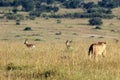 Lion Hunting Gazelles Royalty Free Stock Photo