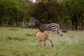 Lion hunting Zebra Royalty Free Stock Photo