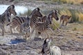 Lion hunting zebras Royalty Free Stock Photo