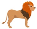 Lion icon. Safari animal. African wild fauna Royalty Free Stock Photo