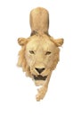 Lion isolated walking forward and approaching fast at the taxidermy.