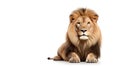 A lion on a white background sitting facing straight ahead. Copy space Royalty Free Stock Photo