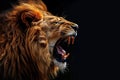 A lion with its mouth open and teeth bared Royalty Free Stock Photo