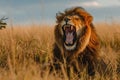 A lion, with its mouth wide open, expresses a yawn while standing in a vast field of tall grass, An intimidating lion roaring in